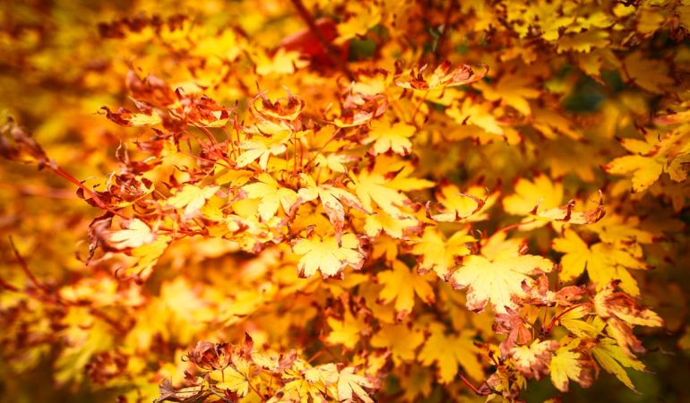 Golden autumn leaves on a tree branch