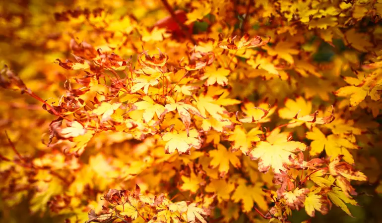 Golden autumn leaves on a tree branch